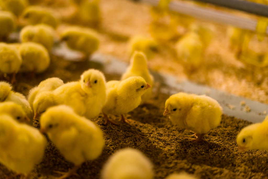 David_opstart in stal